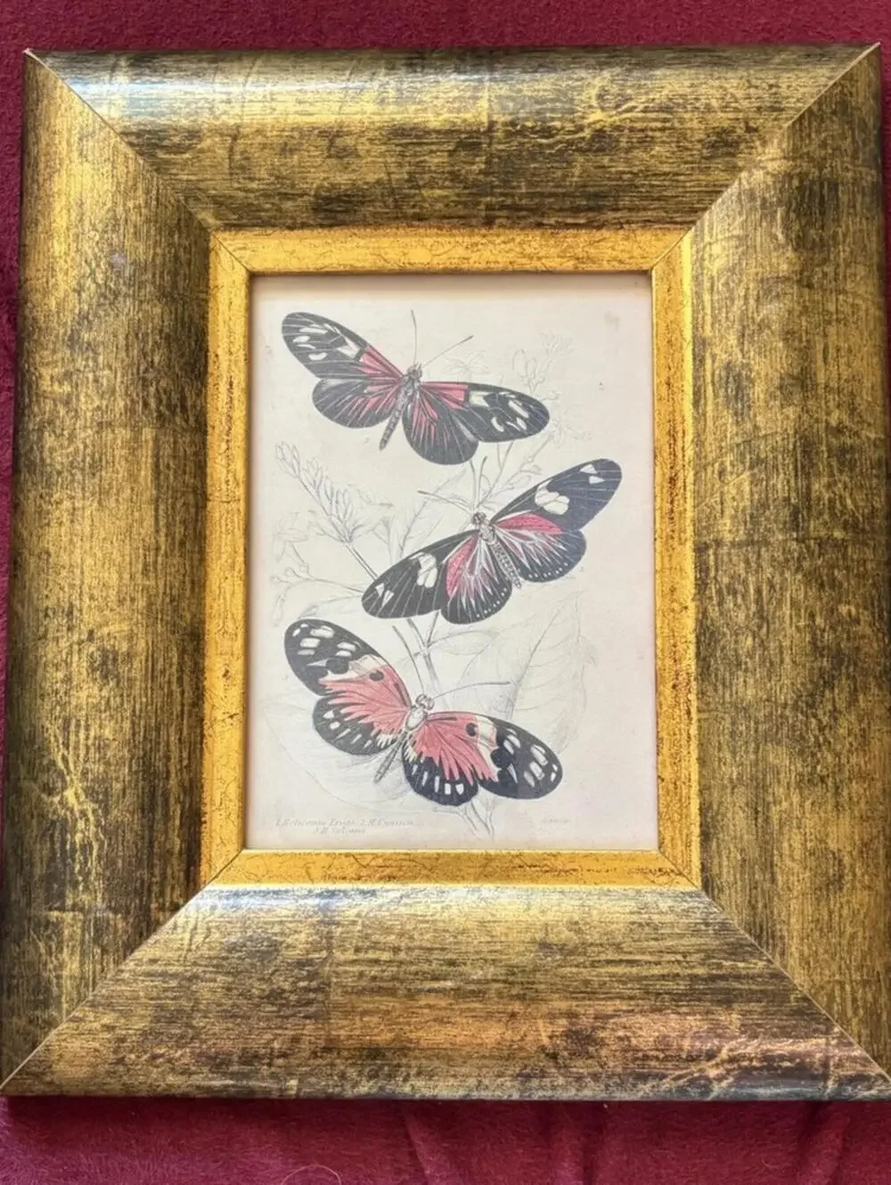 Framed Butterfly Art Print Illustration